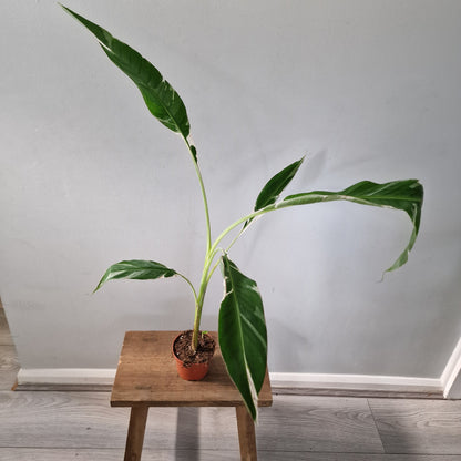 Musa ‘Florida’ – 10.5cm Pot (#1)