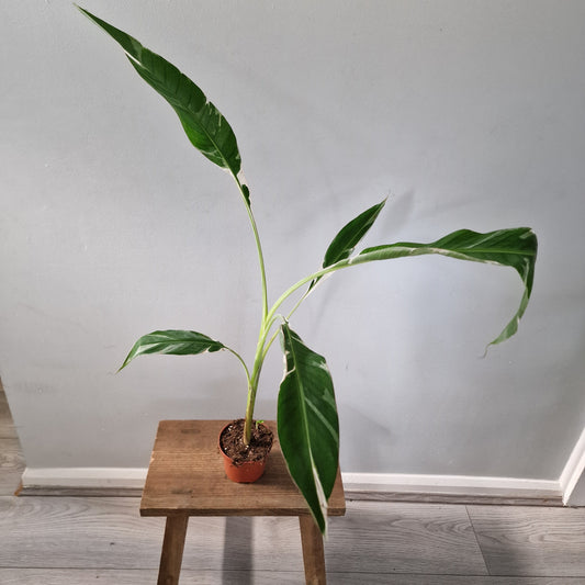 Musa ‘Florida’ – 10.5cm Pot (#1)