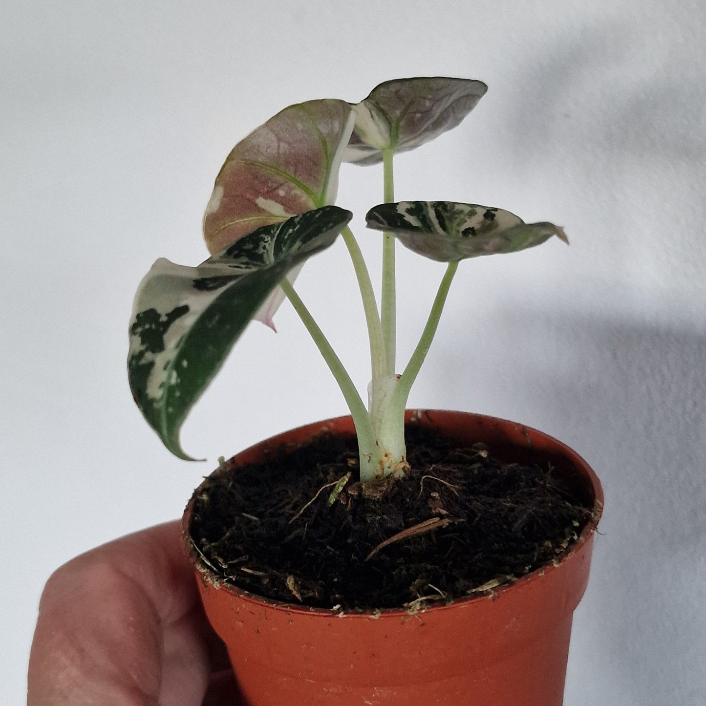 Alocasia Black Velvet Variegata – 7cm Pot (#1)