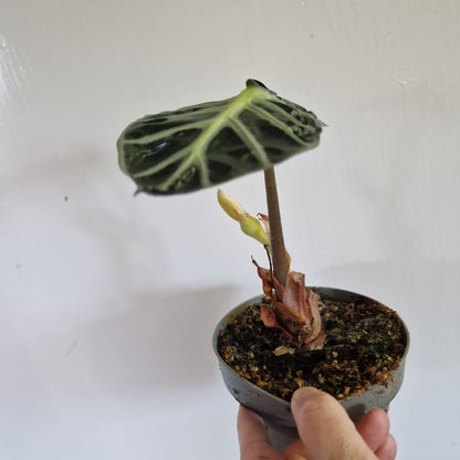 Flowering Alocasia ‘Heart Balloon’ – 12cm Pot