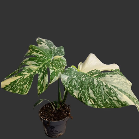 Monstera Crème Brûlée – 12 cm Pot - Exact Plant (#6)