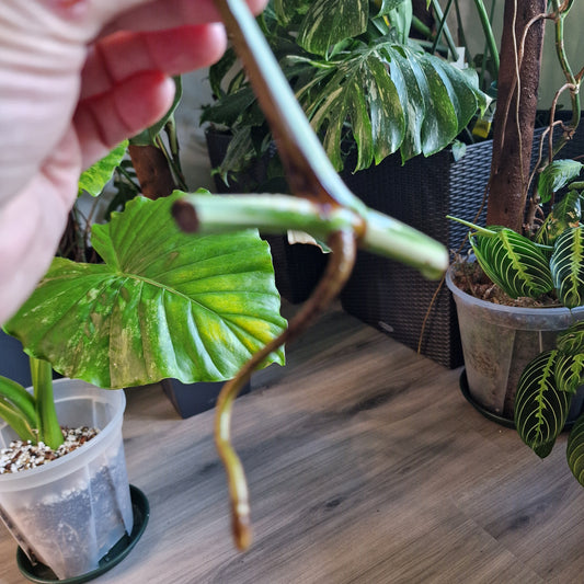 Monstera Albo Highly Variegated Middle Cutting