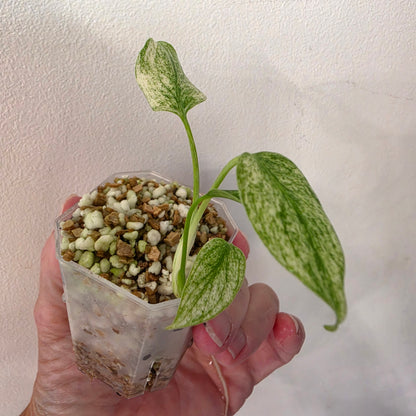 Monstera Deliciosa Thai Mint – Exact Plant #4