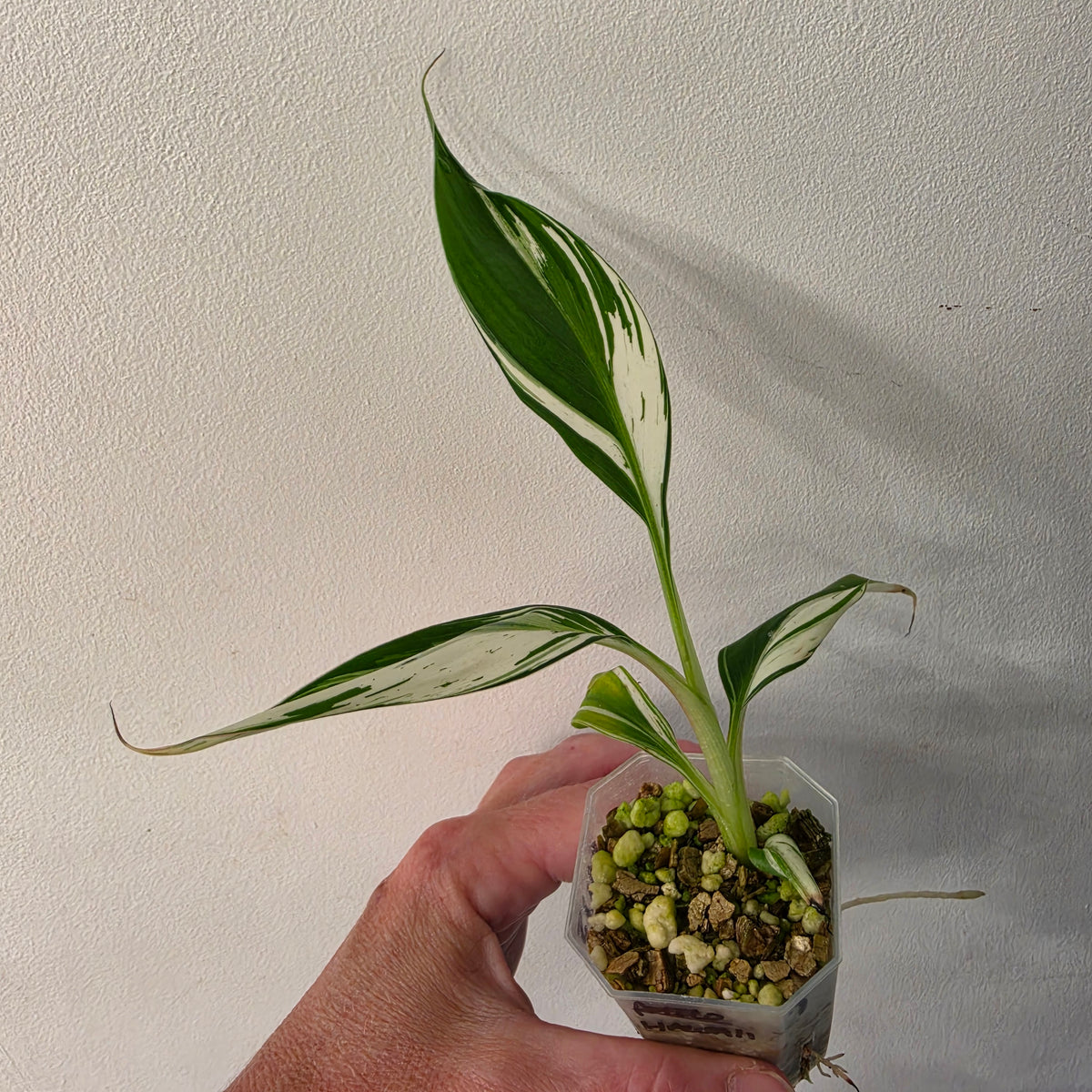 Musa ‘Hawaii’ Variegated – Established | Exact Plant #1