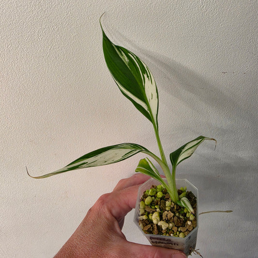 Musa ‘Hawaii’ Variegated – Established | Exact Plant #1