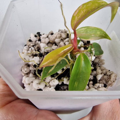 Philodendron Joepii Variegated – Exact Plant (#2)