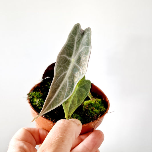 Alocasia Longiloba Purple Houseplant 10.5cm pot