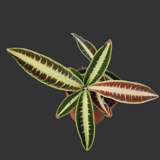 Labisia Jaba Houseplant 12cm pot