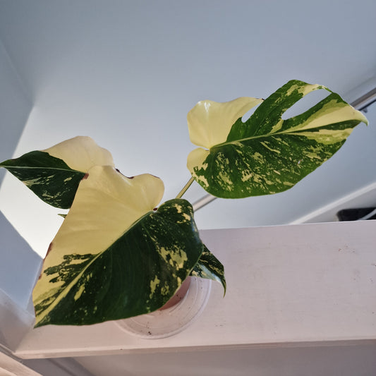 Monstera Deliciosa Aurea – 12cm Pot (#10a)