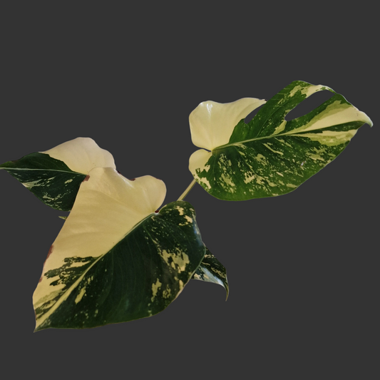 Monstera Deliciosa Aurea – 12cm Pot (#10a)