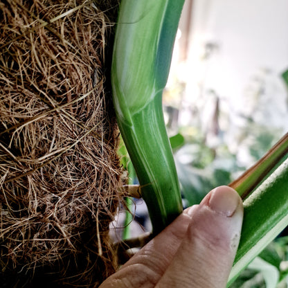 Monstera Albo Top 2 Leaf Cutting