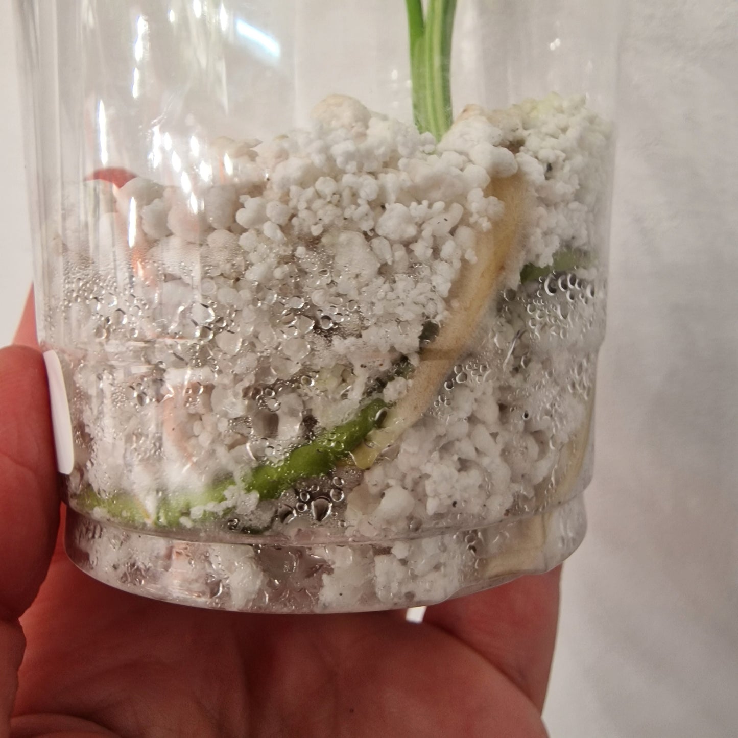 Monstera Bulbasaur – Young TC Plant (Exact Plant #1-16)