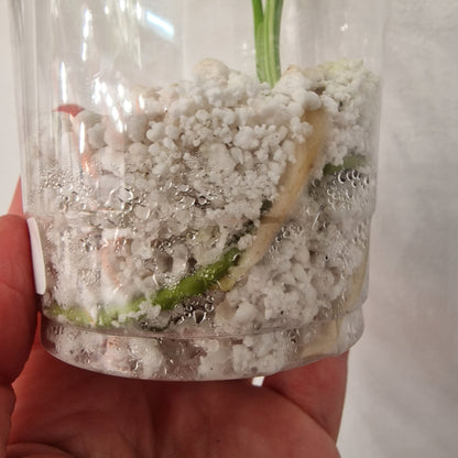 Monstera Bulbasaur – Young TC Plant (Exact Plant #1-16)