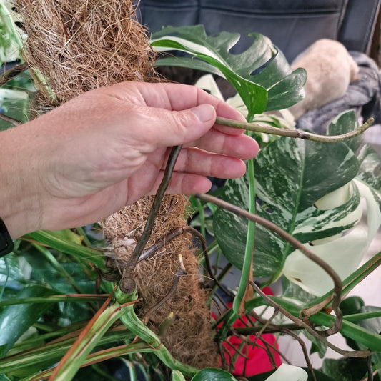 Monstera Albo One Leaf Cutting