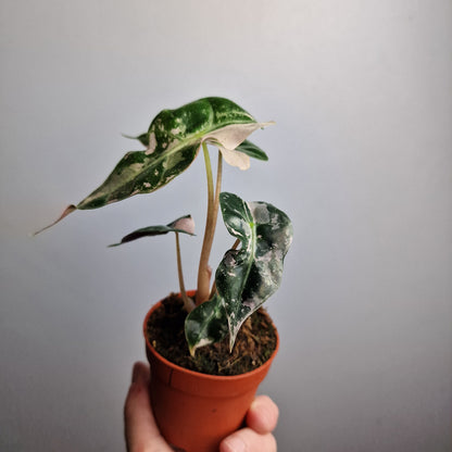 Alocasia Polly Variegata – 7cm Pot - Exact Plant (#2)