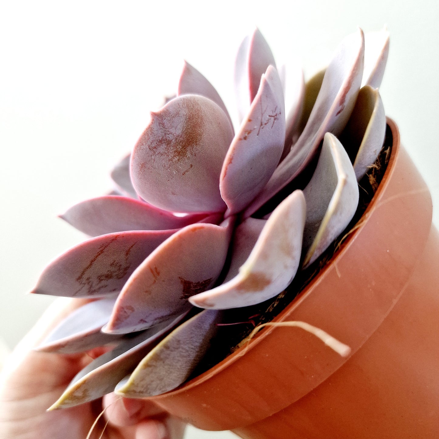 Echeveria Purple Pearl Houseplant 12cm pot