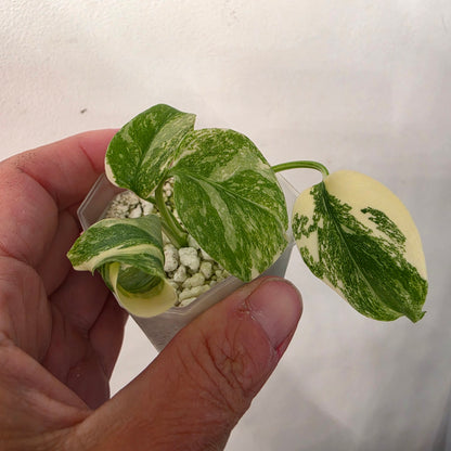 Monstera Crème Brûlée – Exact Plant No. 8 - See Description
