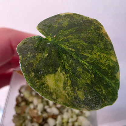 Alocasia Cuprea ‘Latte Gold’ – Acclimatised Tissue Culture | Exact Plant #2