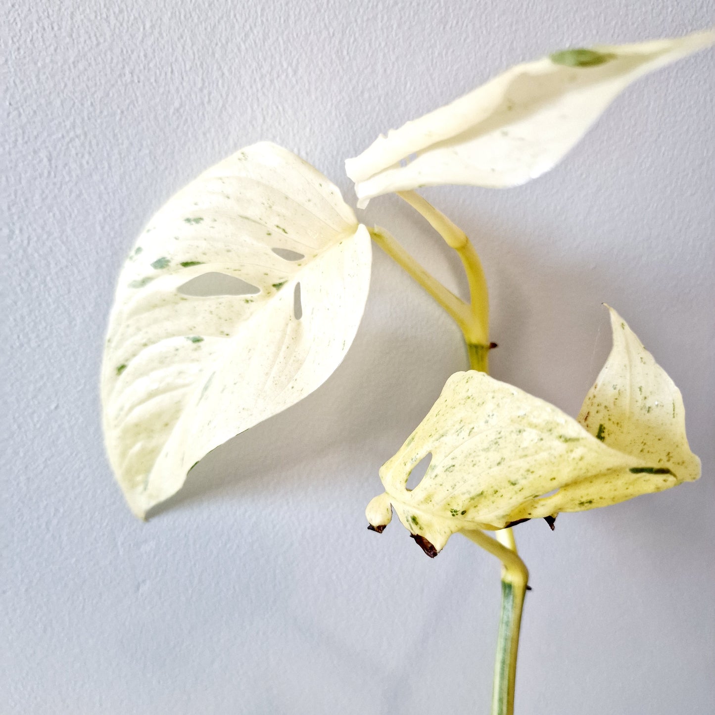 Monstera Laniata Mint Rare Houseplant 12cm pot (15)