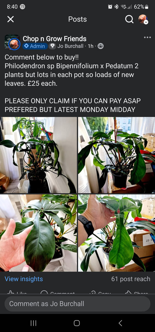 Sale Friday Almocado Bipennifolium
