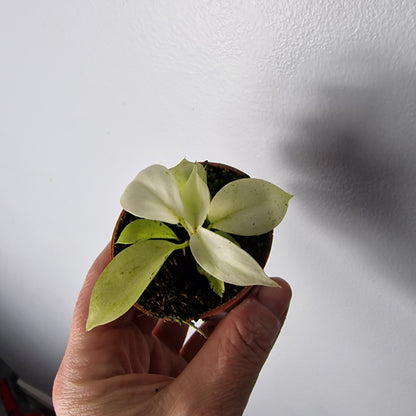 Philodendron Snowdrift – 6cm Pot