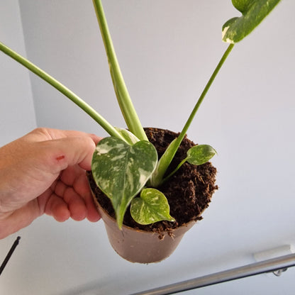 Monstera Thai Constellation Rare Houseplant 11cm pot (14)