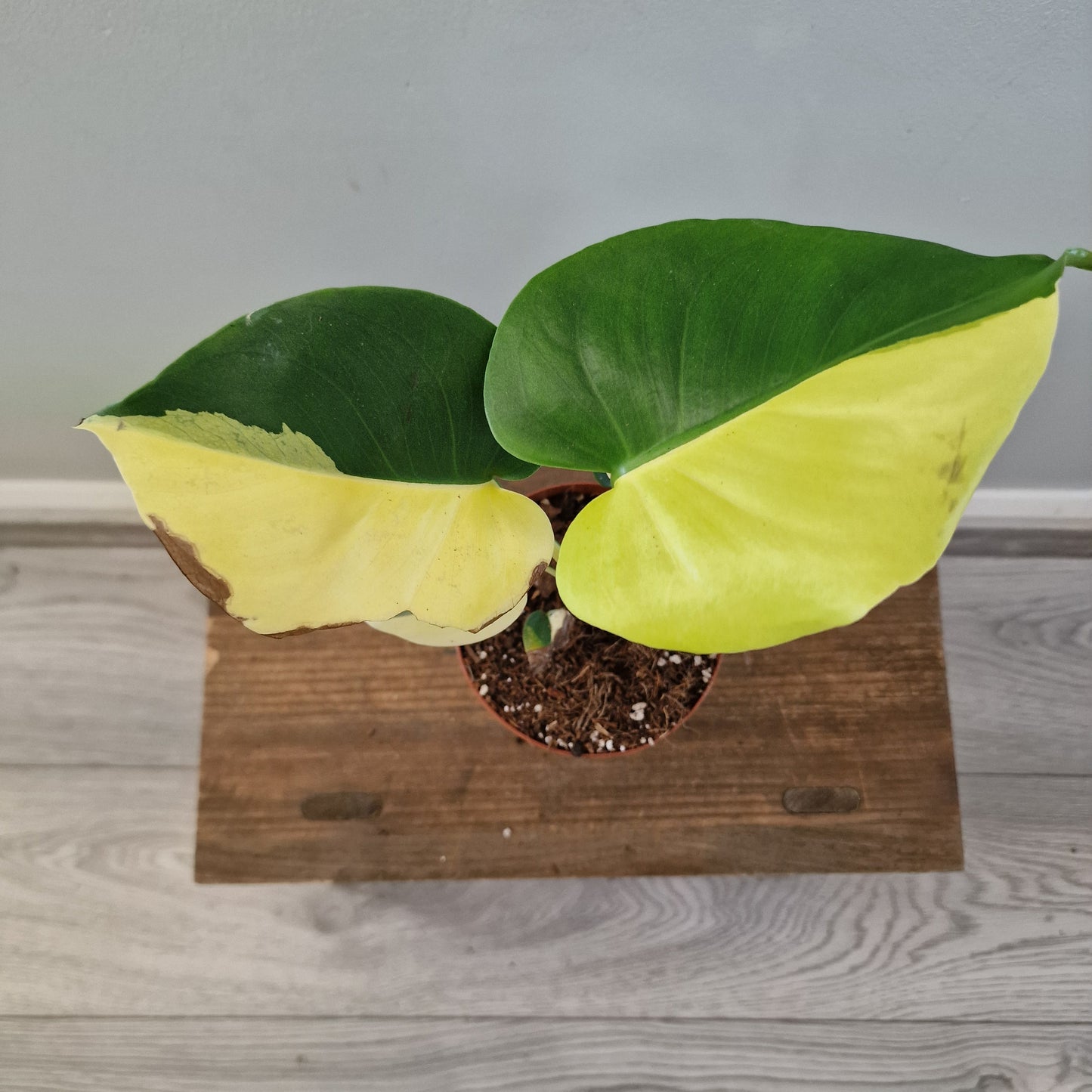 Monstera Deliciosa Aurea – 12cm Pot (#12)