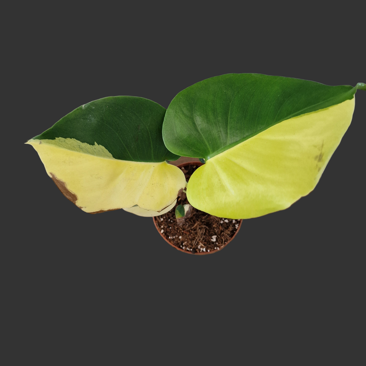 Monstera Deliciosa Aurea – 12cm Pot (#12)