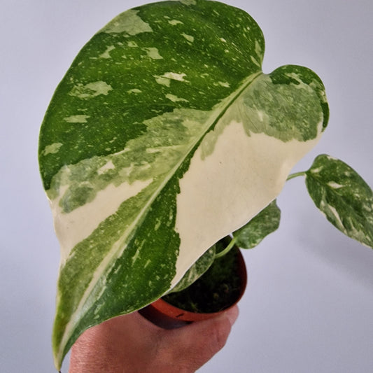 Monstera Thai Constellation Rare Houseplant 8cm pot (1)