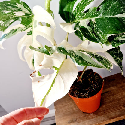 Monstera Albo Super White Houseplant 15cm pot (1)