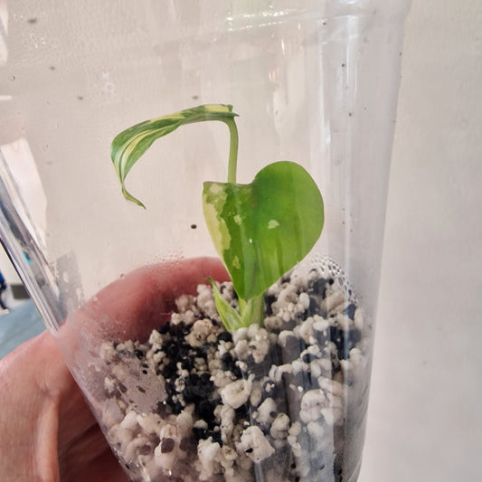 Monstera Lemon Lime ‘Pom Pom’ - Young Exact TC Plant (#1) See Description