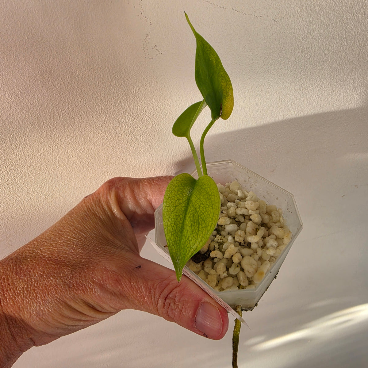 🌿 THE MOTHER OF ALL MONSTERA BUNDLES - SEE DESCRIPTION! 🌿
