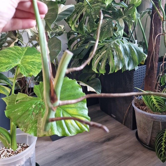 Monstera Albo Highly Variegated Middle Cutting