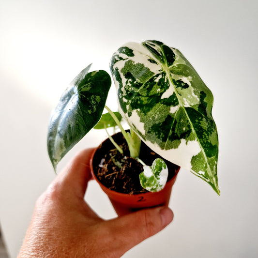 Alocasia Variegated Frydek Houseplant 7cm pot (2)