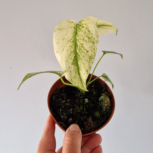 Monstera Deliciosa Mint Variegata Rare Houseplant 10.5cm pot (1)