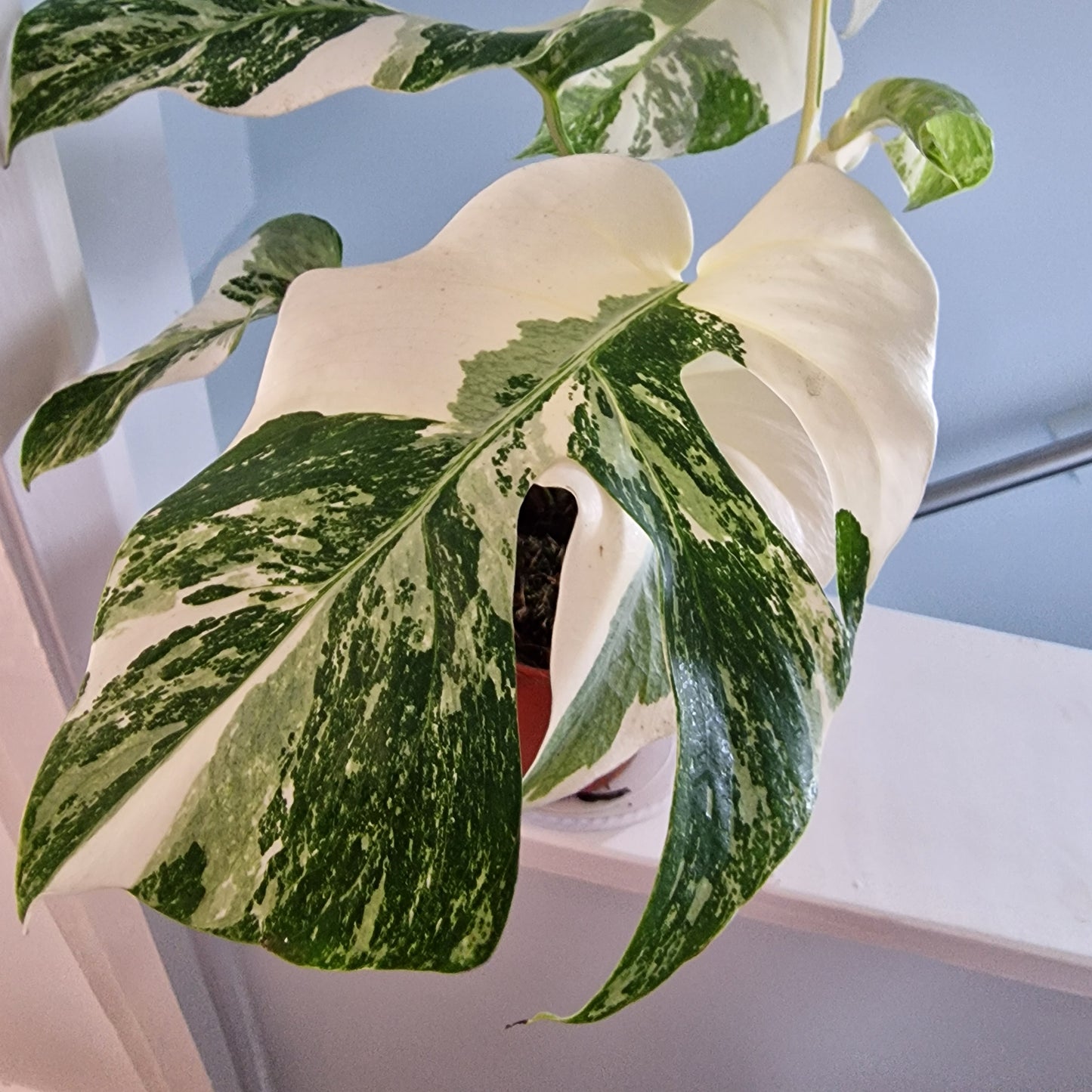Monstera Albo Super White leaves Rare Houseplant 15cm pot