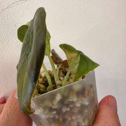 Alocasia Cuprea ‘Latte Gold’ – Acclimatised Tissue Culture | Exact Plant #4
