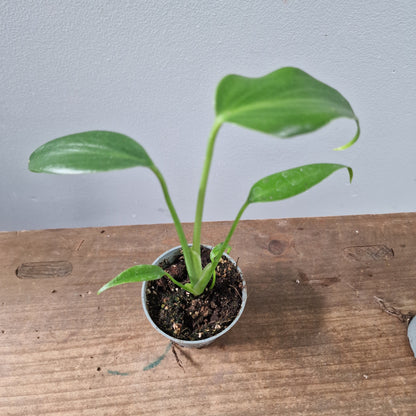 Monstera Burle Marx Flame Rare Houseplant 6cm pot