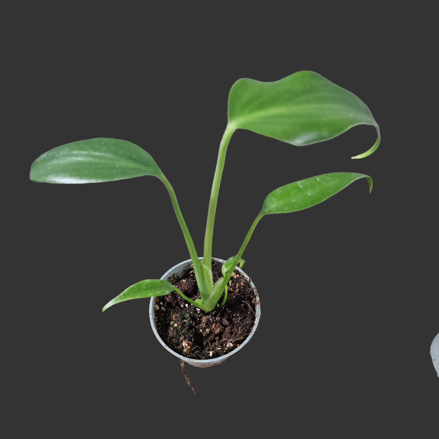 Monstera Burle Marx Flame Rare Houseplant 6cm pot