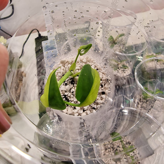 Monstera Electrolight Variegated – Young Plant – Exact Plant #1