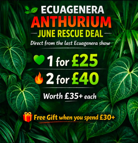 June Mystery Ecuagenera Anthurium – Rescue Plants (Worth £35+ each)
Please Read Description