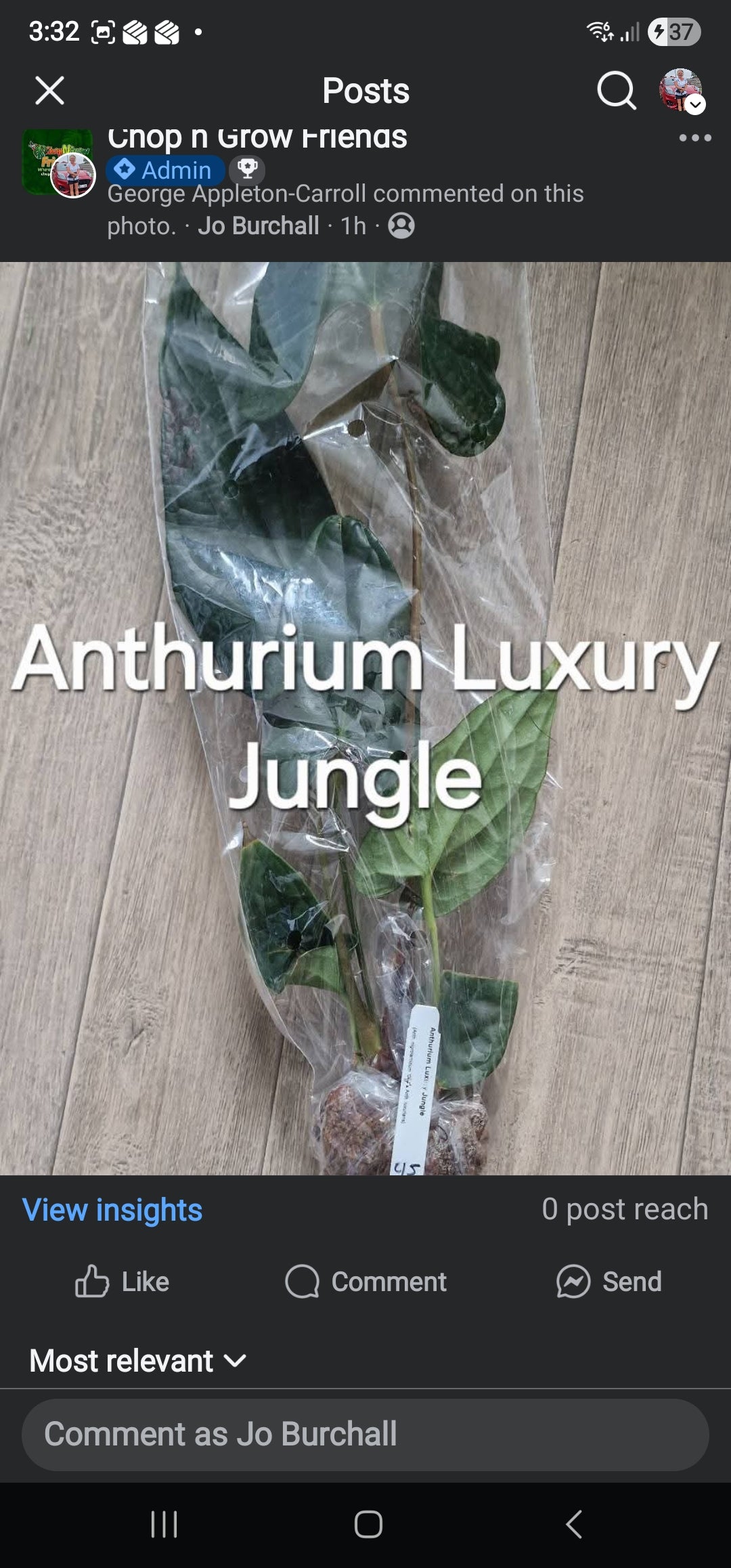 Sunday Sale - George Luxury Jungle