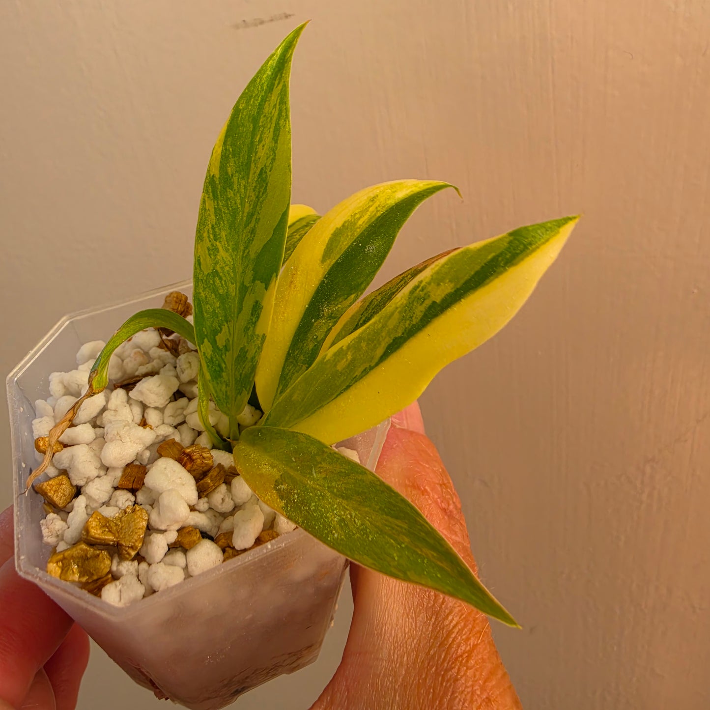 Philodendron Pedatum × Tortum Variegated (2) – Exact Plant - See Description