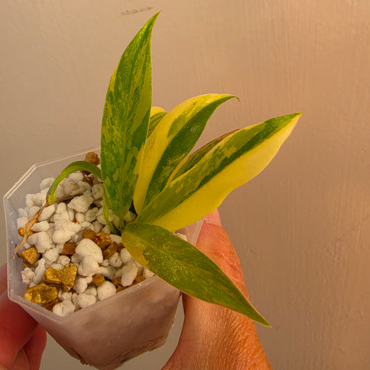 Philodendron Pedatum × Tortum Variegated (2) – Exact Plant - See Description