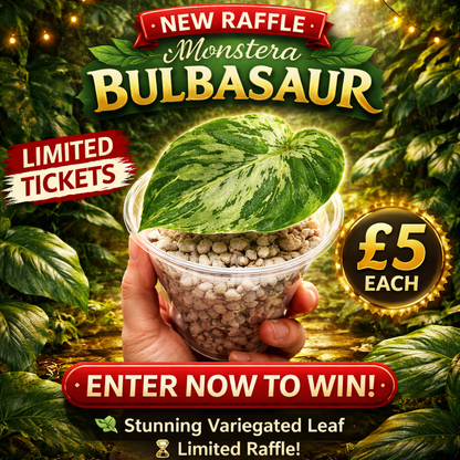 Raffle no 2  - Monstera Bulbasaur – See Description!