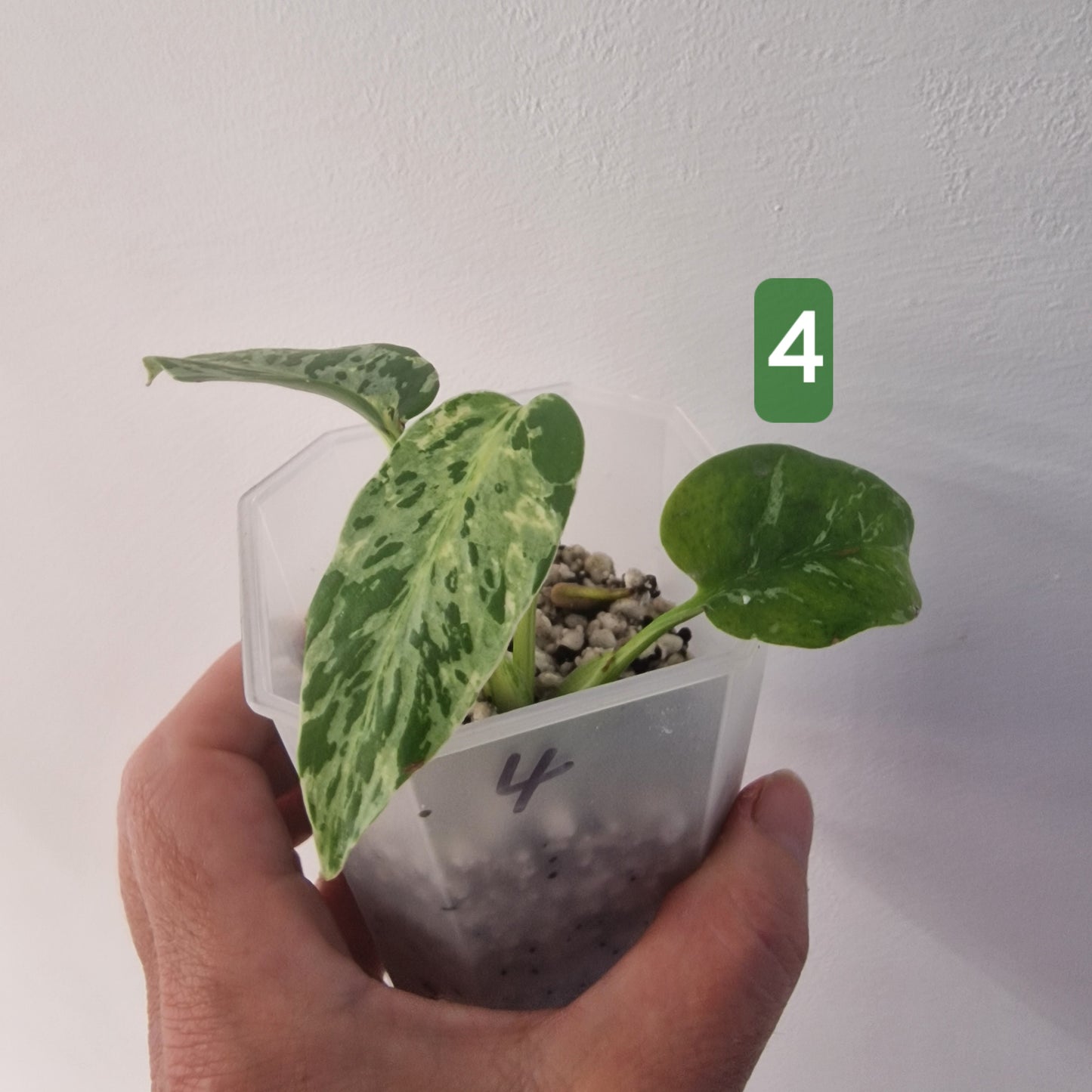 Monstera Bulbasaur – Choose Your Exact Plant see description