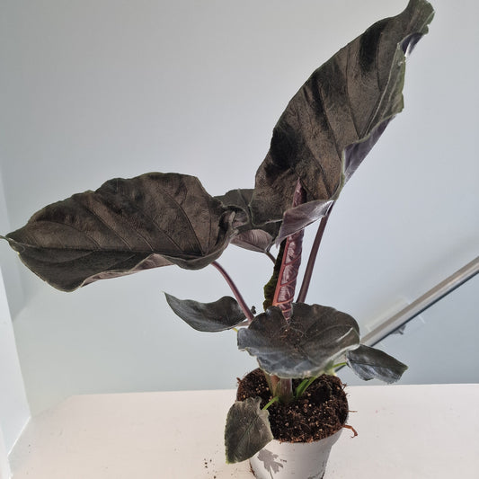 Alocasia Antoro Velvet Rare Houseplant 12cm pot