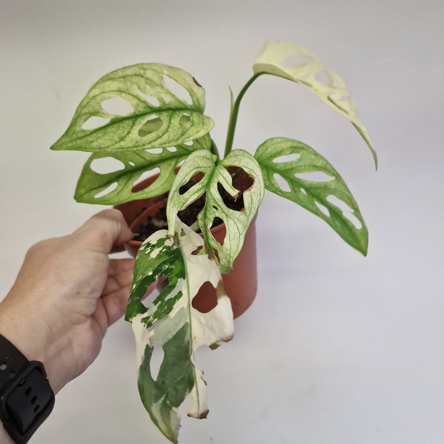 Monstera Adansonni Variegated #3