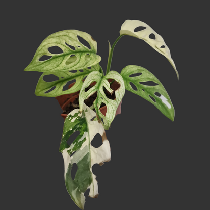 Monstera Adansonni Variegated #3