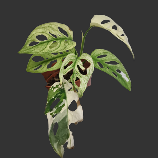 Monstera Adansonni Variegated #3